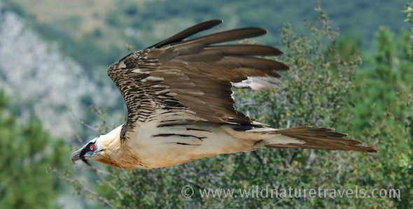 _D8A4816___©_JB_WNT vogel- en natuurreizen Spanje, vogelfotografie