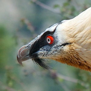_D8A4816_©_JB_WNT gieren Spanje, vogelreizen Spanje, lammergier Spanje