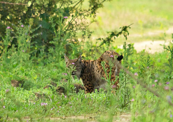 Iberische lynx in 2010 (© Johan Bos)