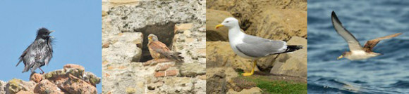 Coto_de_Doñana_02