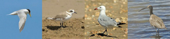 Coto_de_Doñana_03