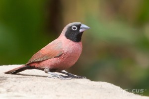 IMG_2099-2