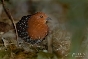 IMG_2489B