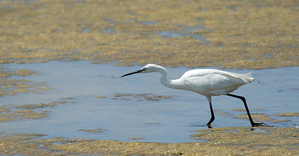 kleine_zilverreiger