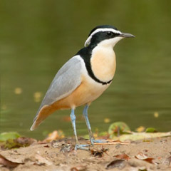krokodilwachter_IMG_5606B