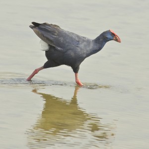 purperkoet_D2H4075