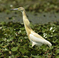 ralreiger