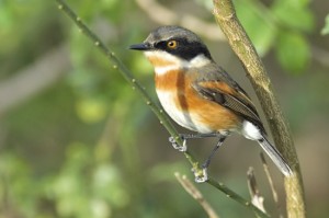 Cape batis