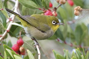 Cape white-eye