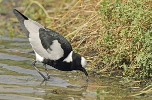 blacksmith plover