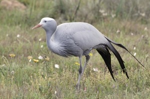 blauwe kraanvogel