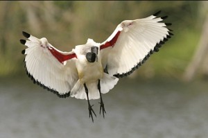 heilige ibis