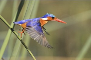 malachietijsvogel