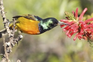 orange-breasted sunbird