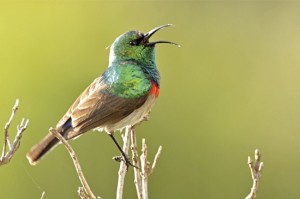 southern-collared sunbird
