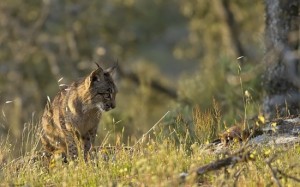 Iberische_lynx_03