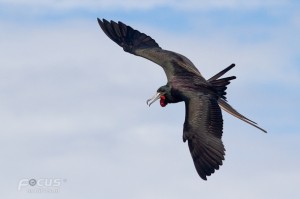 Amerikaanse Fregatvogel