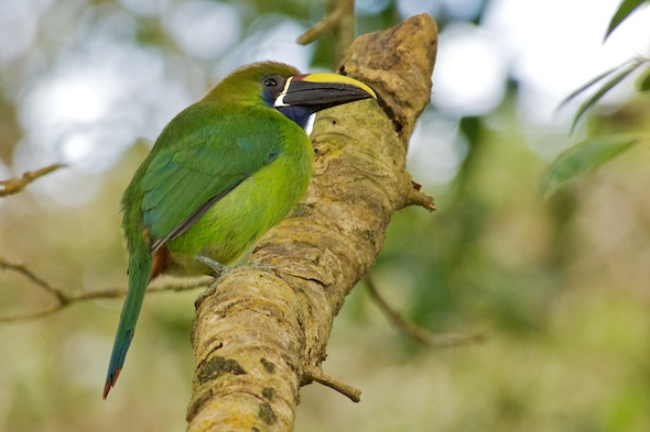Emerald toucanet