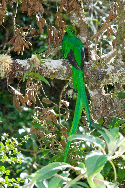 Resplendent_quetzal_D2B8230