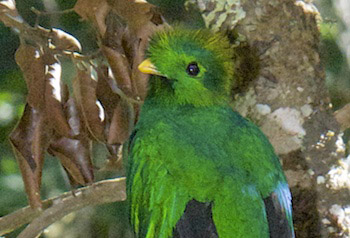 Resplendent quetzal