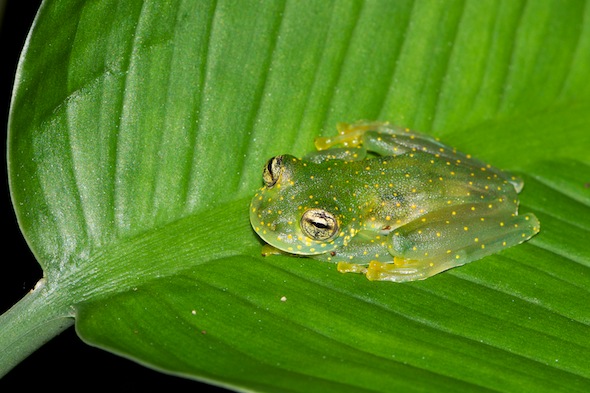 White-spotted_Cochran Frog_DSC1462