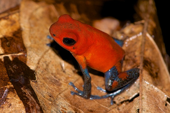 Aardbeikikker Oophaga pumilioStrawberry Poison-dart Frog Dendrobates pumilio