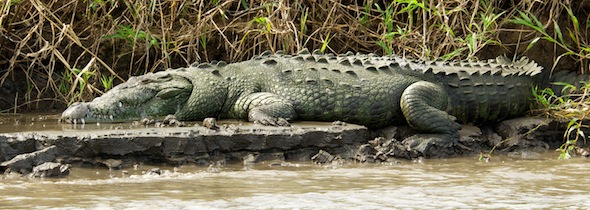 krokodil_D2B7070