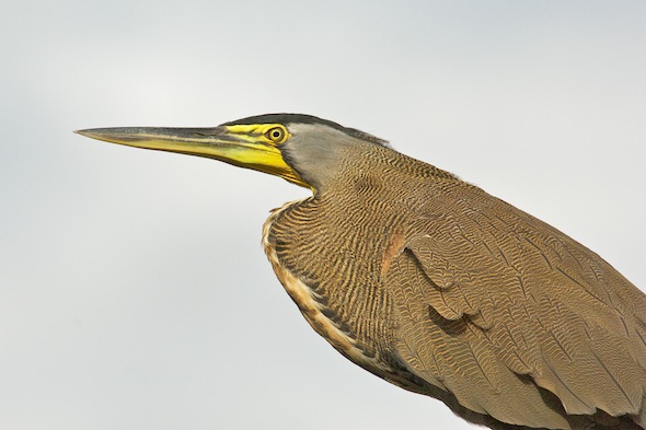 mexicaanse_tijgerreiger_D2B7231