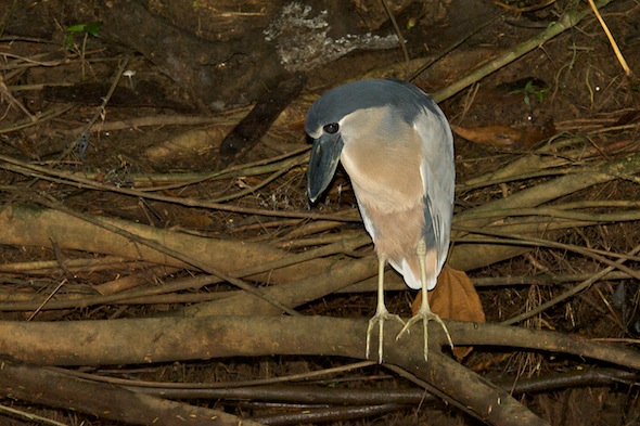 Boat-billed Heron